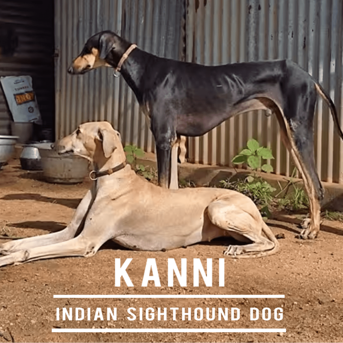 Kanni dog sale