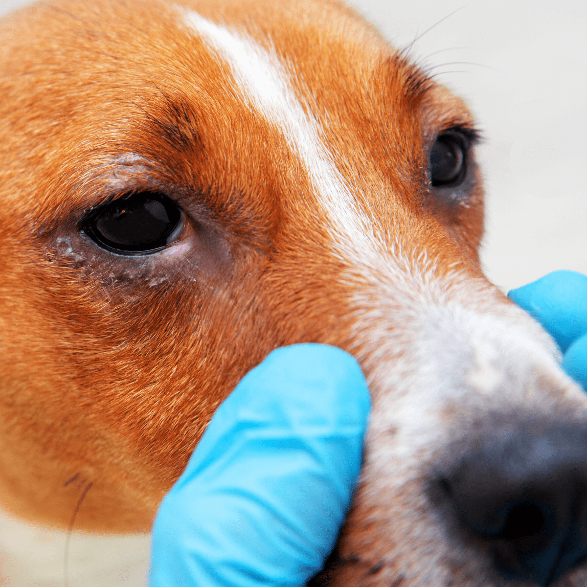 Dog itchy sales eyes remedy