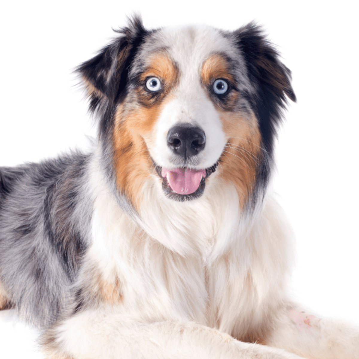 Australian shepherd store with other dogs