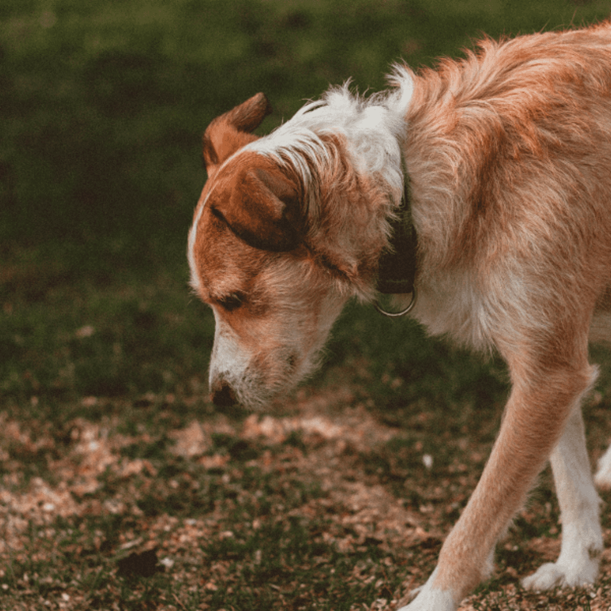 Dog vomiting store grass and bile