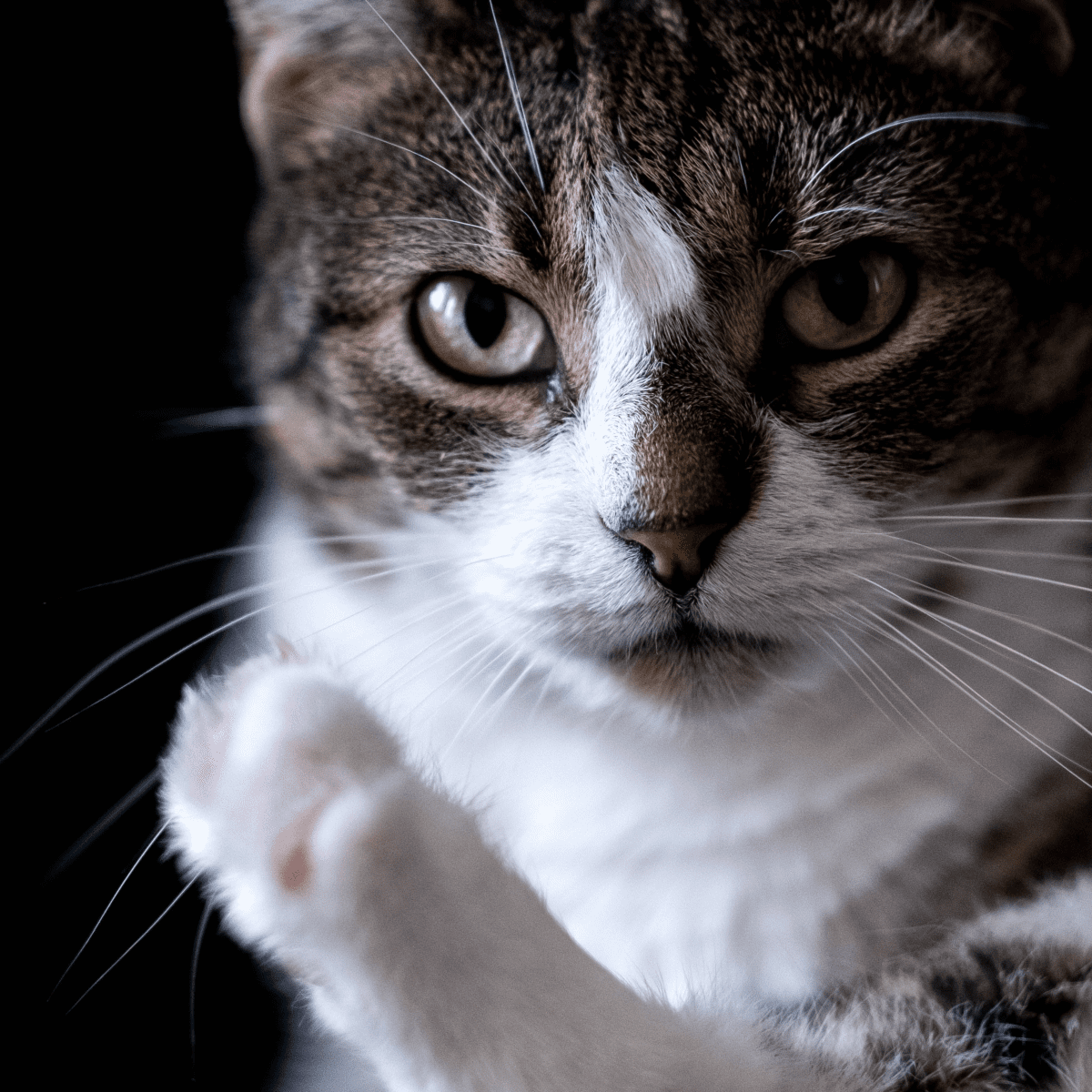 Home remedies for cat spray clearance smell