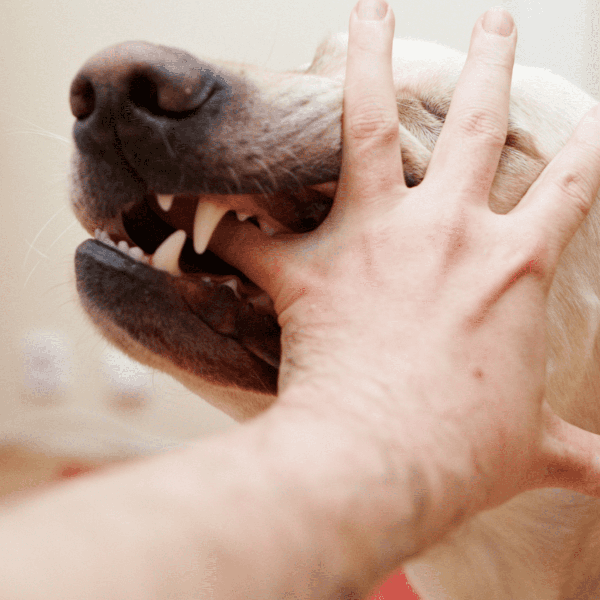 Dog gets store aggressive at vet