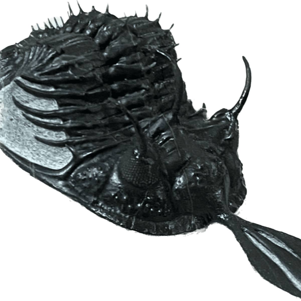 Trilobites: Earth's Aquatic Oddities That Survived for 300 Million Years -  Owlcation