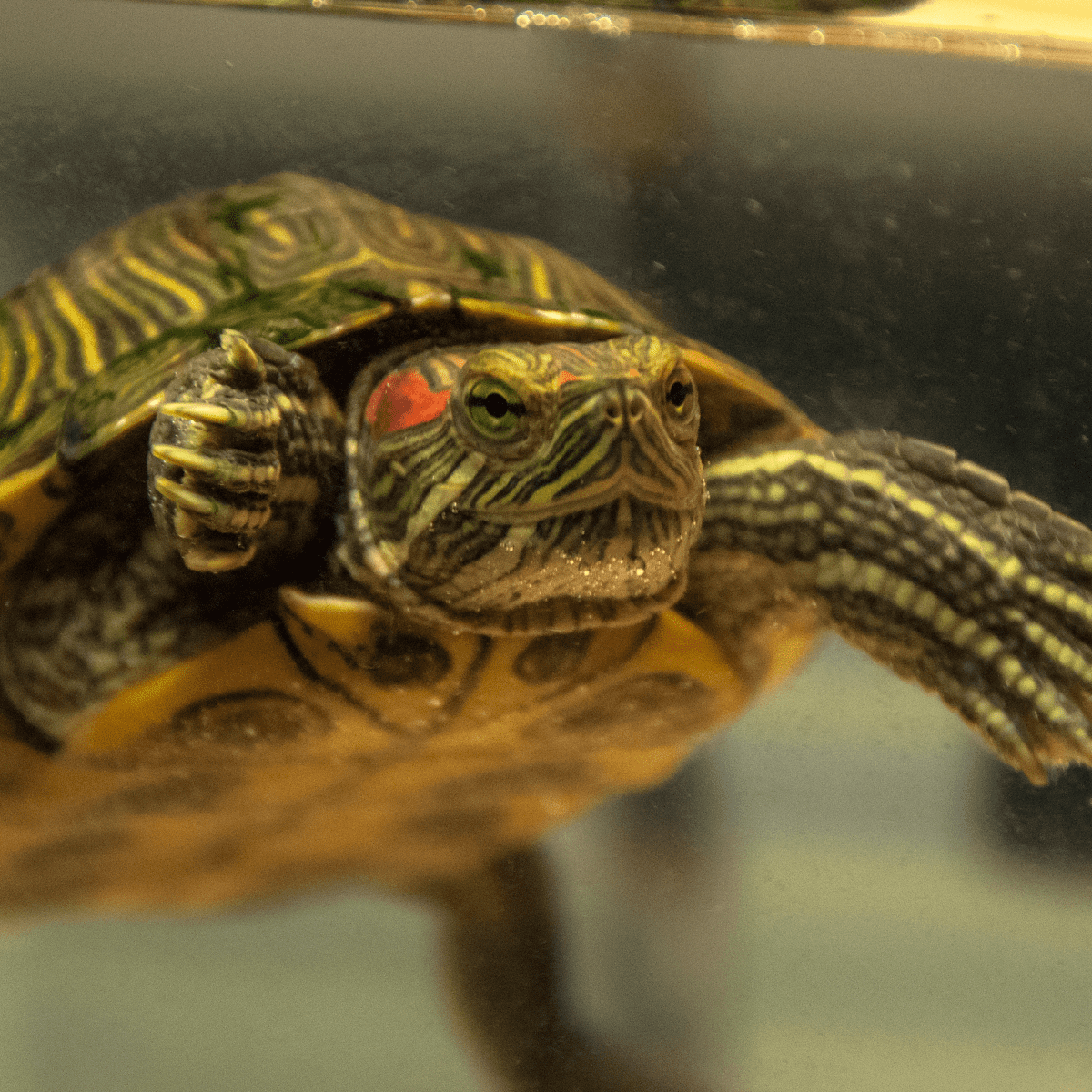 Turtle care for sales beginners