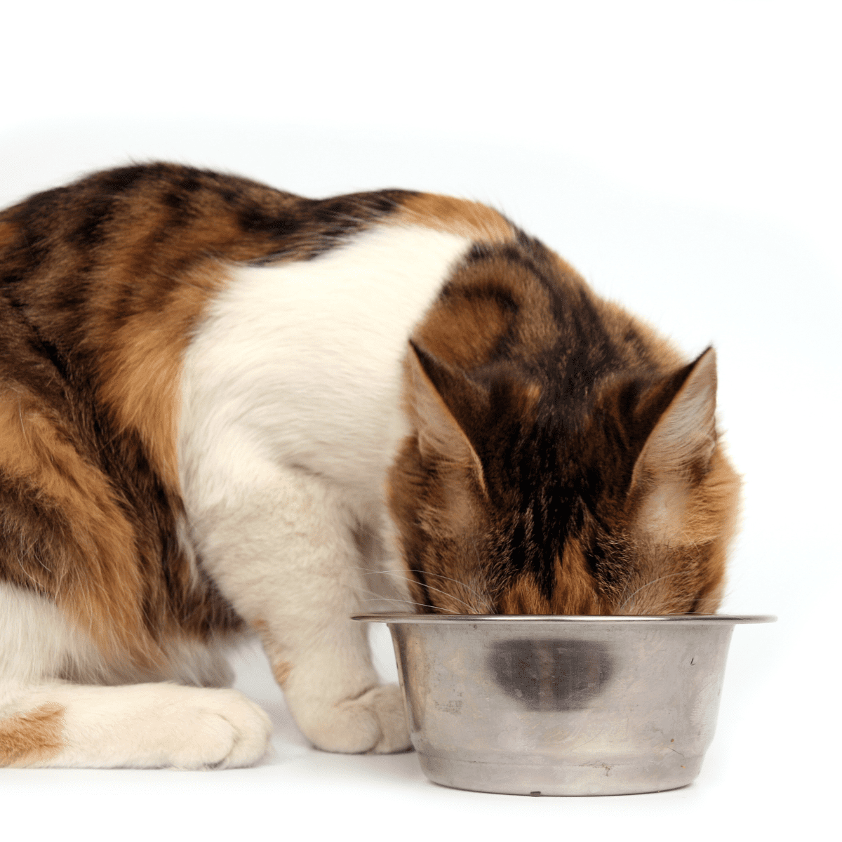 How to Choose the Best Cat Food for Your Cat PetHelpful