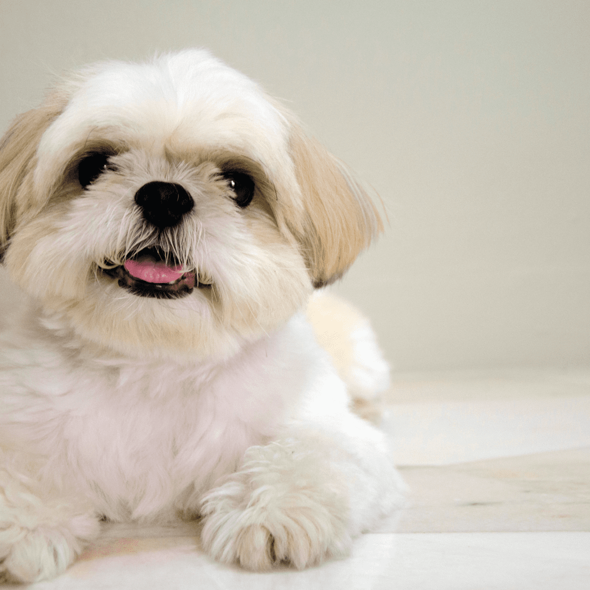 My shih tzu is not eating sale