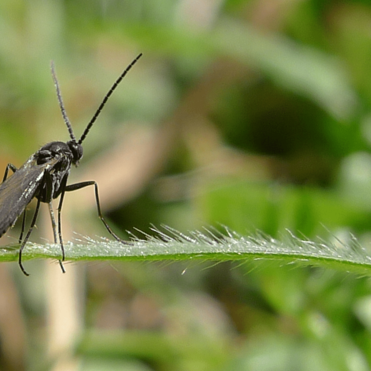 Fungus Gnats How to Get Rid of These Small Black Flies in Your