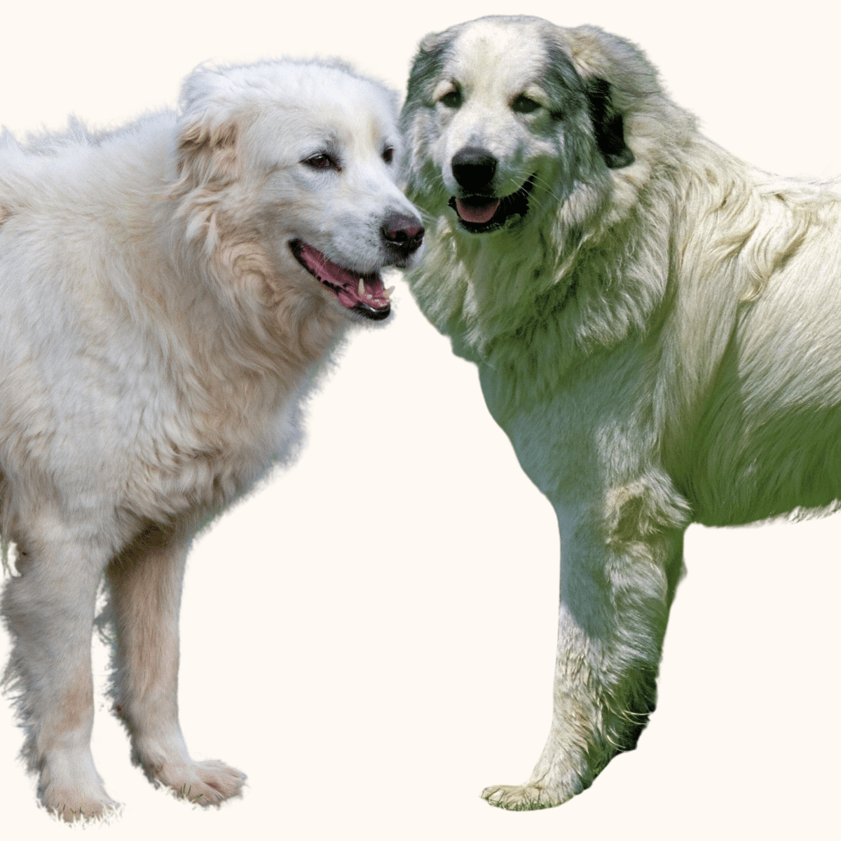 Maremma discount dog temperament