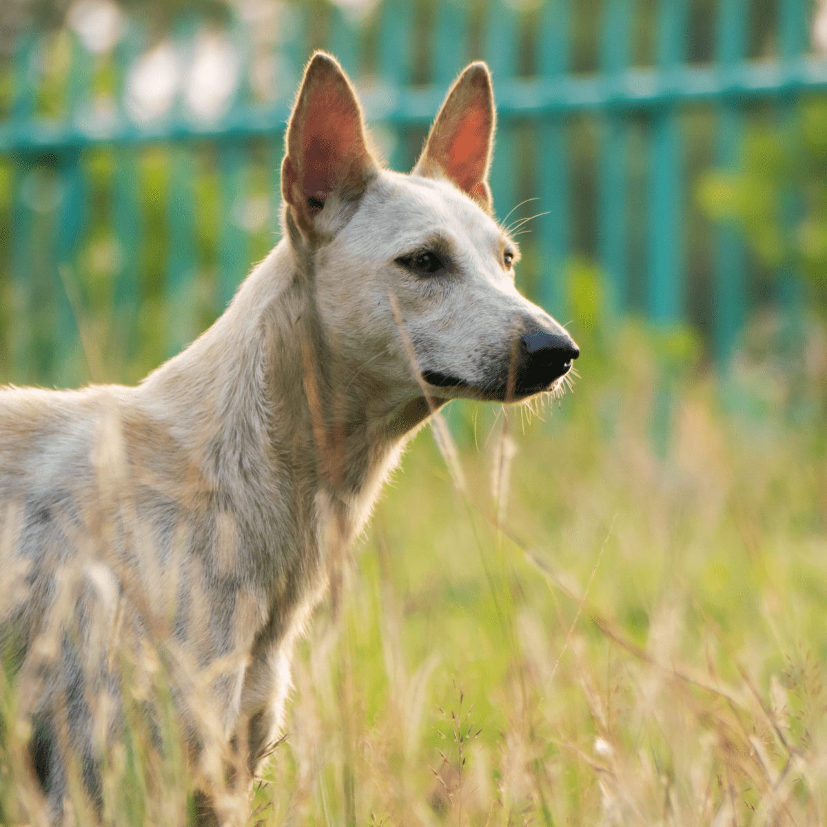 Dog food store for hair loss