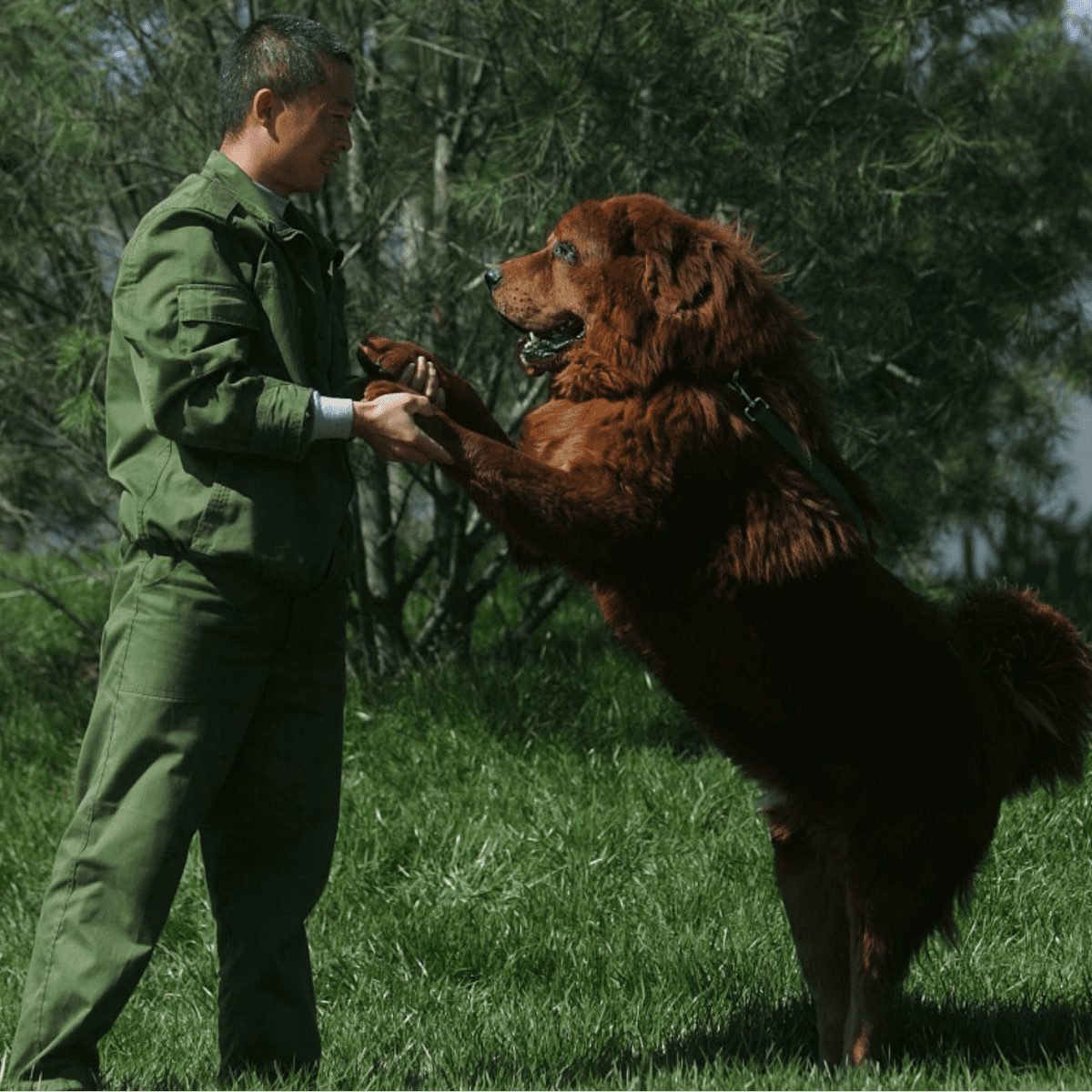 Tibetan mastiff family sales dog