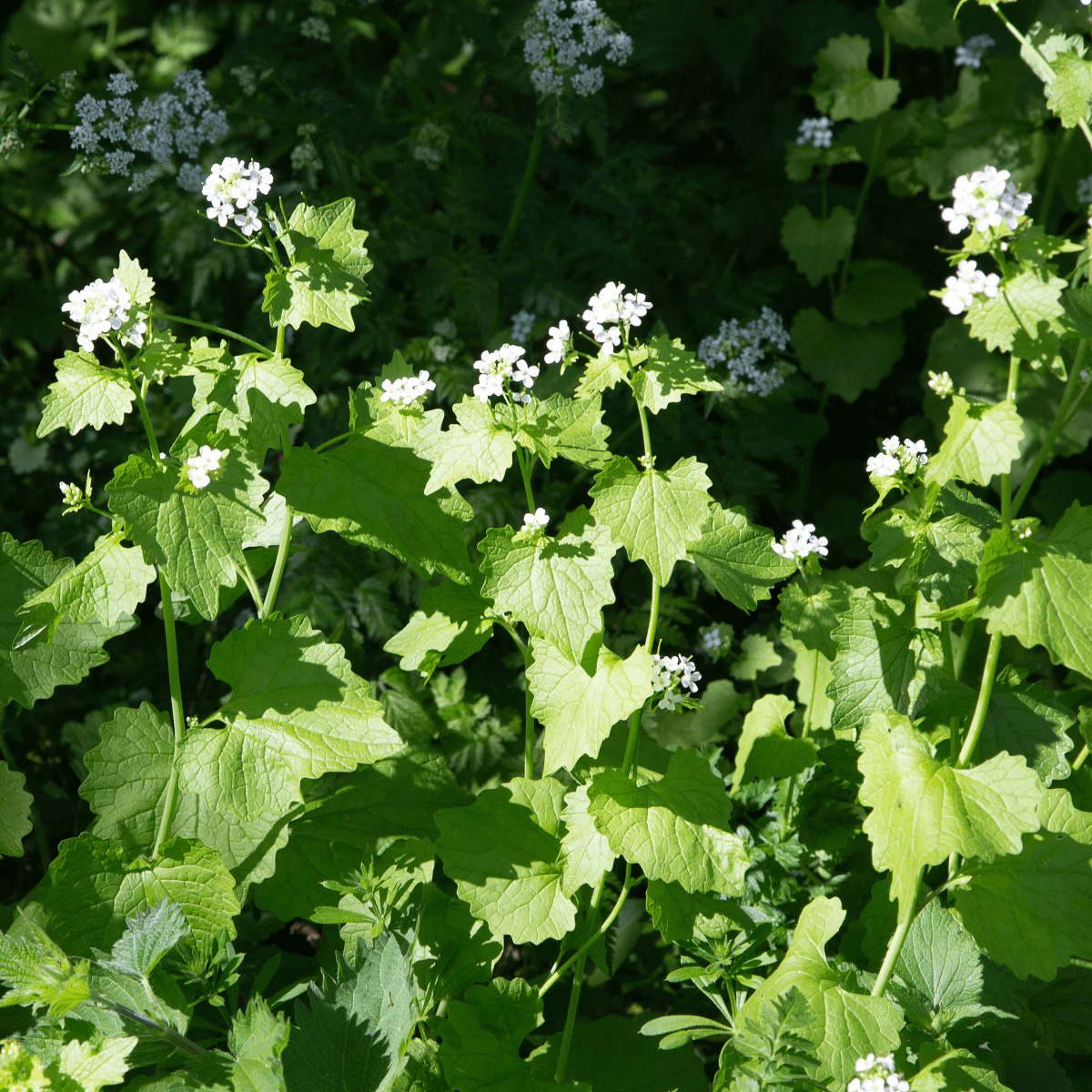 Garlic poisonous to clearance cats