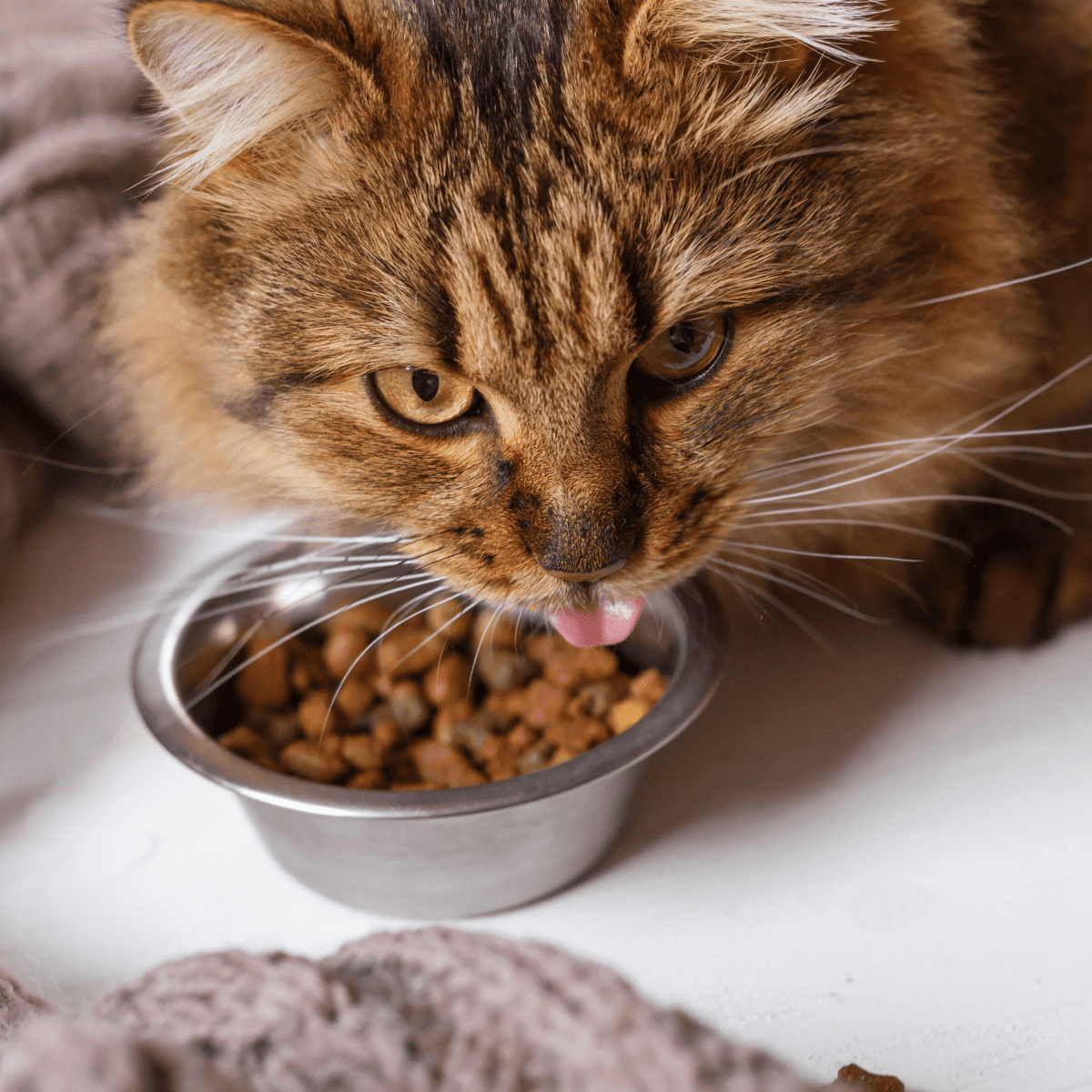 Cat eating sale dry food