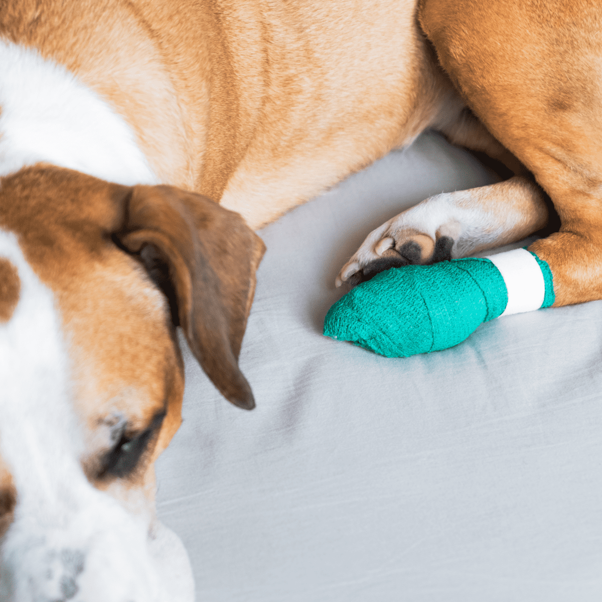 Dog chewing on store paw