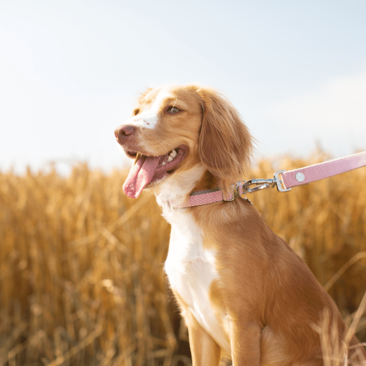 Country songs about store dogs