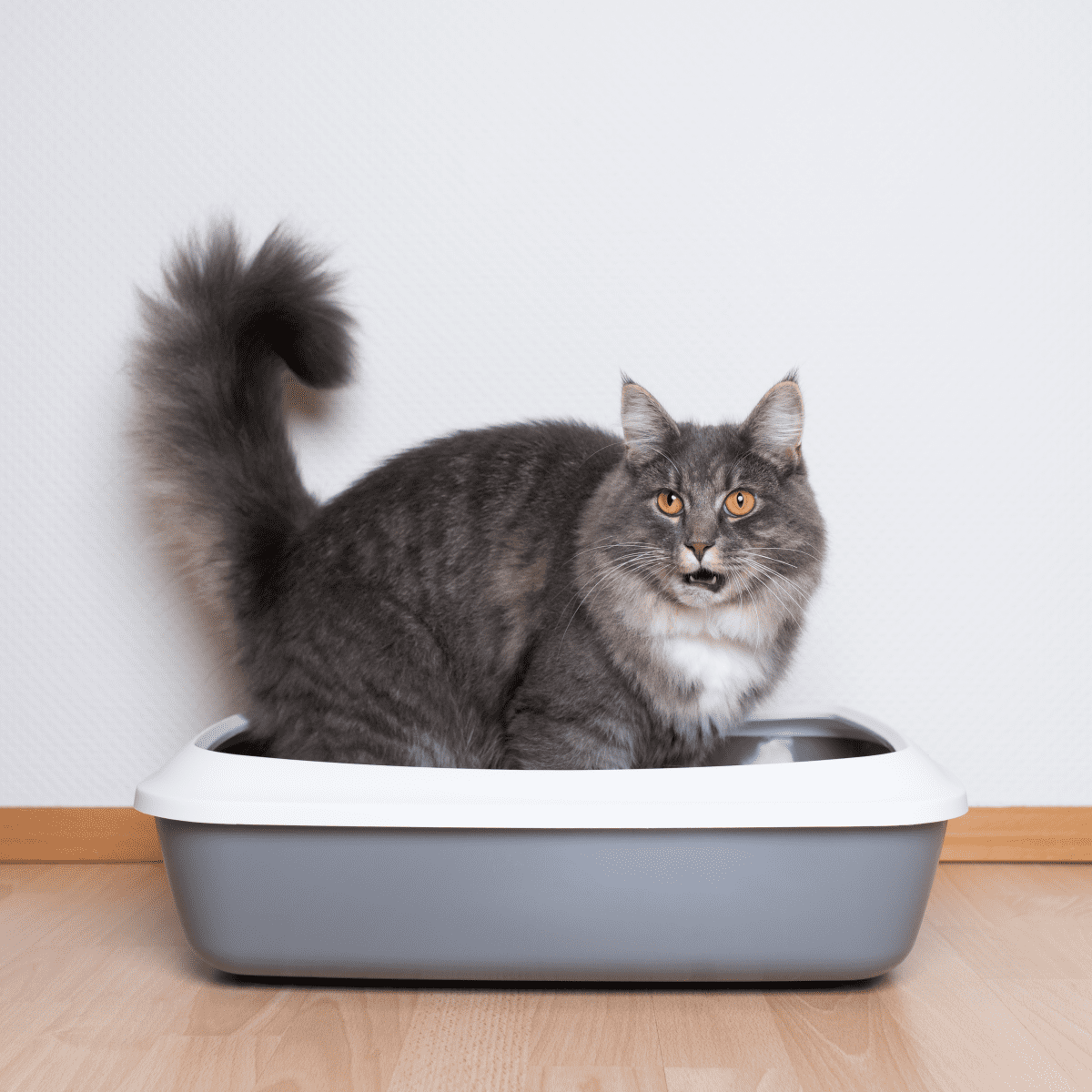 Cat food clearance to prevent crystals