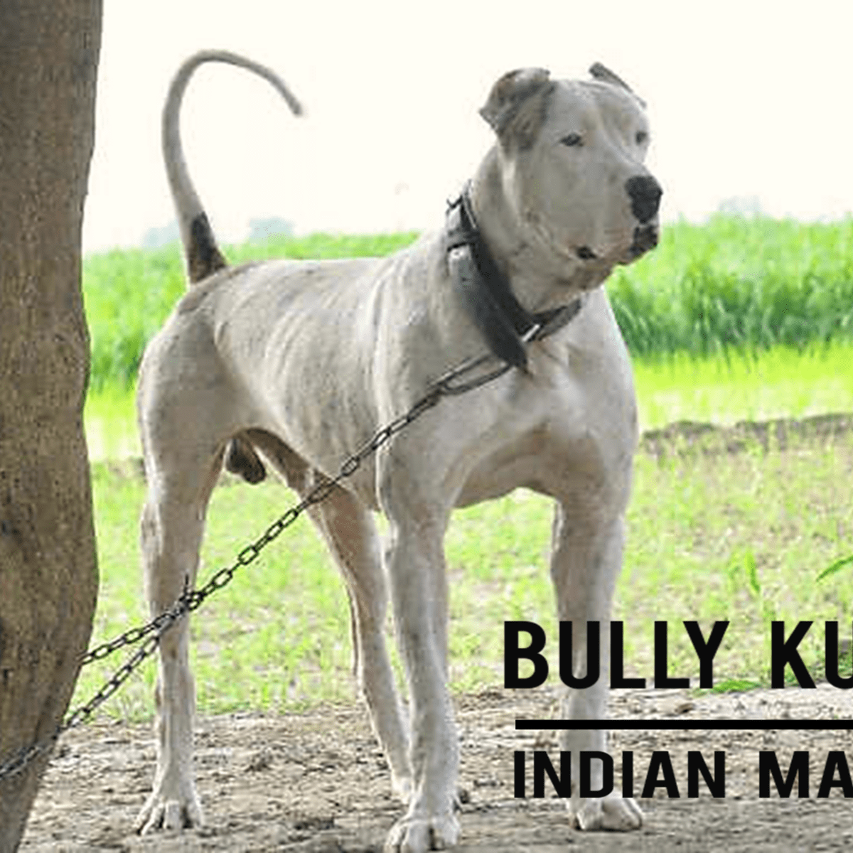 Bully kutta sale puppies