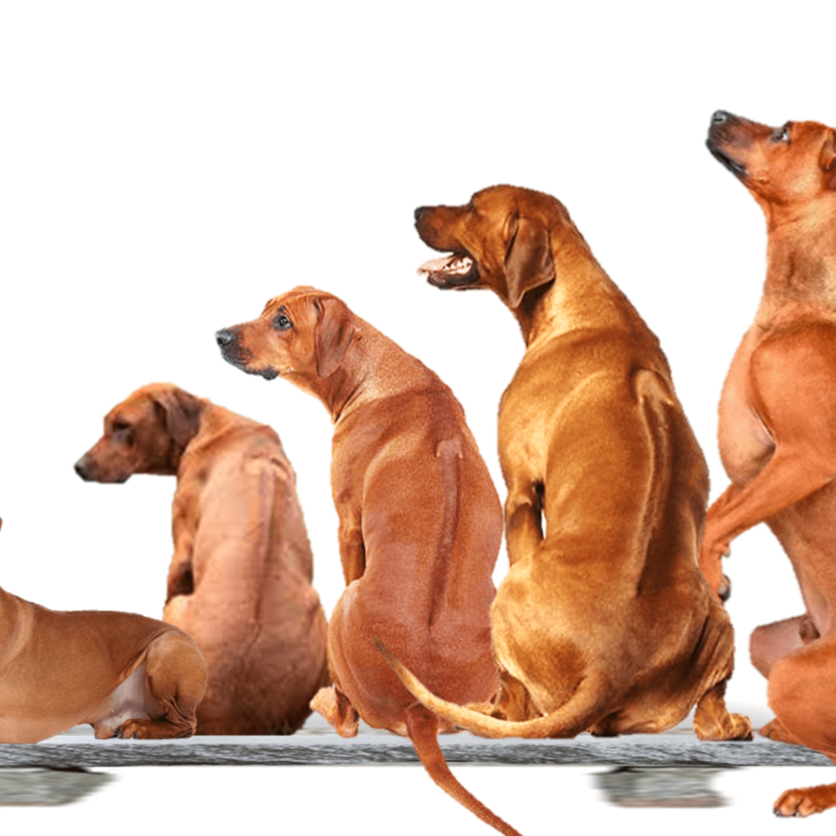 Dogs with hot sale ridgeback