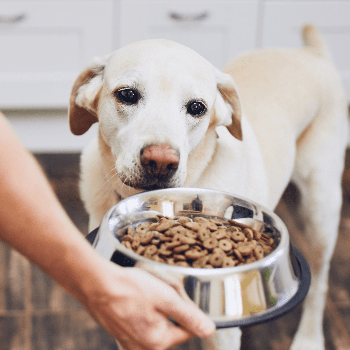 My dog shop dog food