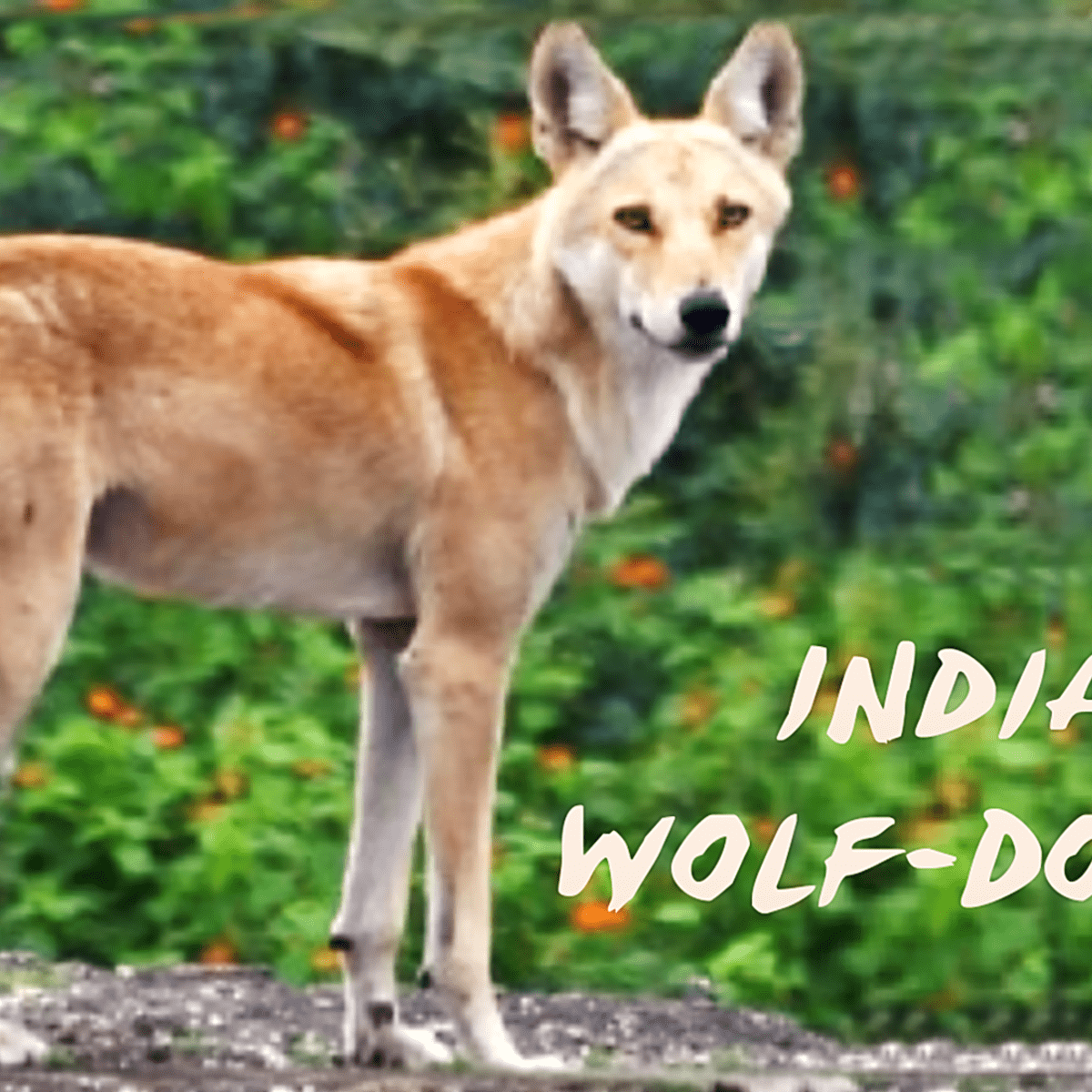 Dingo sales wolf hybrid