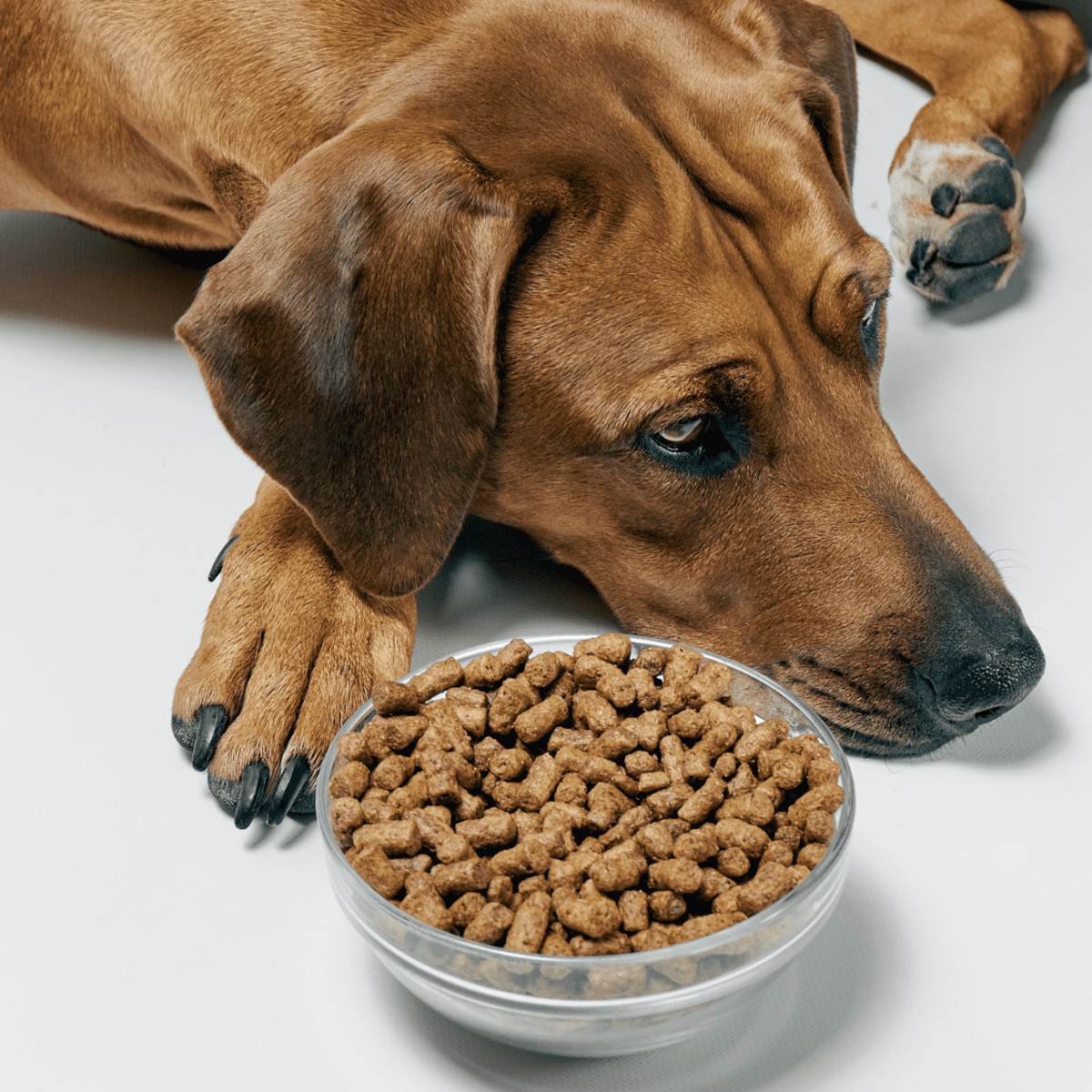 Unhealthy food shop for dogs