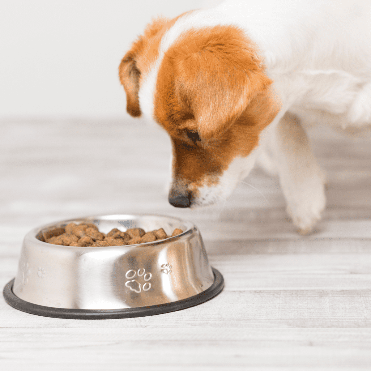 Do Processed Dog Foods Cause Cancer PetHelpful