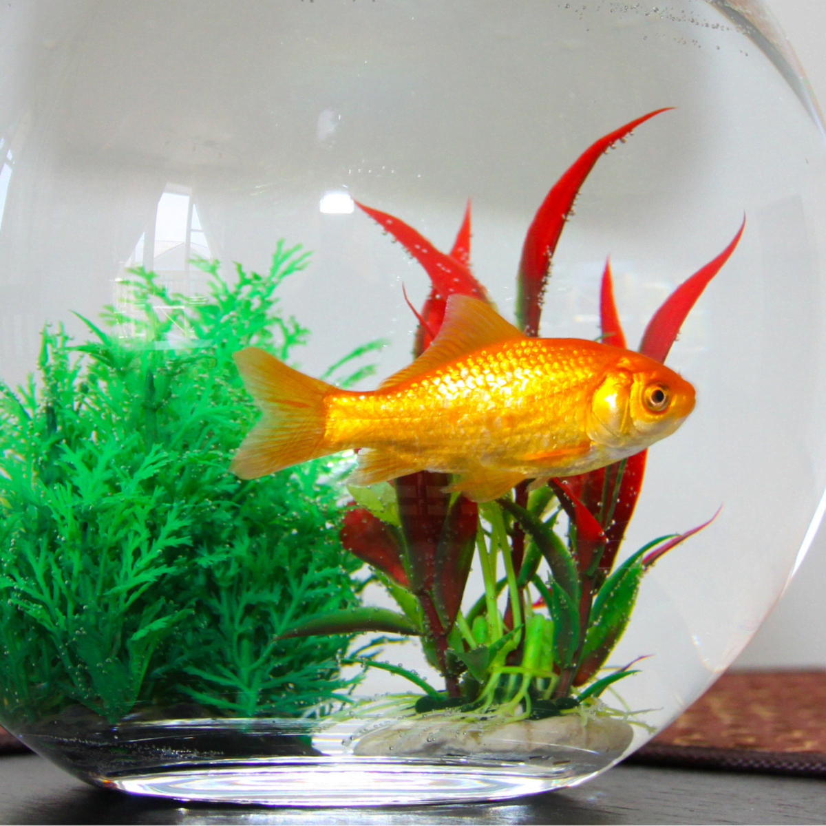 Goldfish in on sale bowl without filter