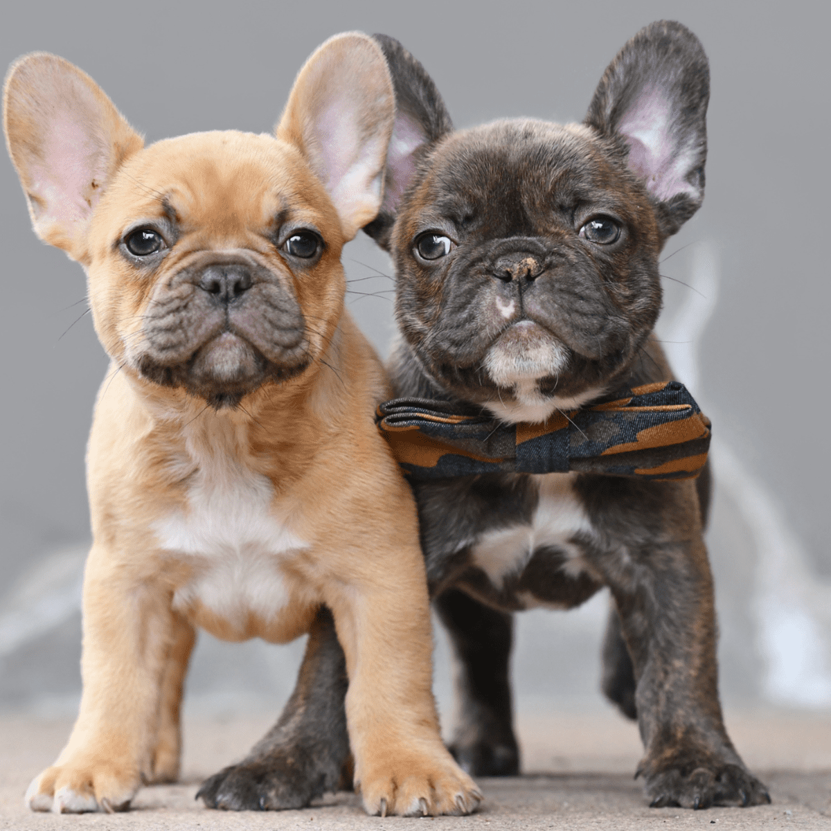 Raw food for sales french bulldog puppy