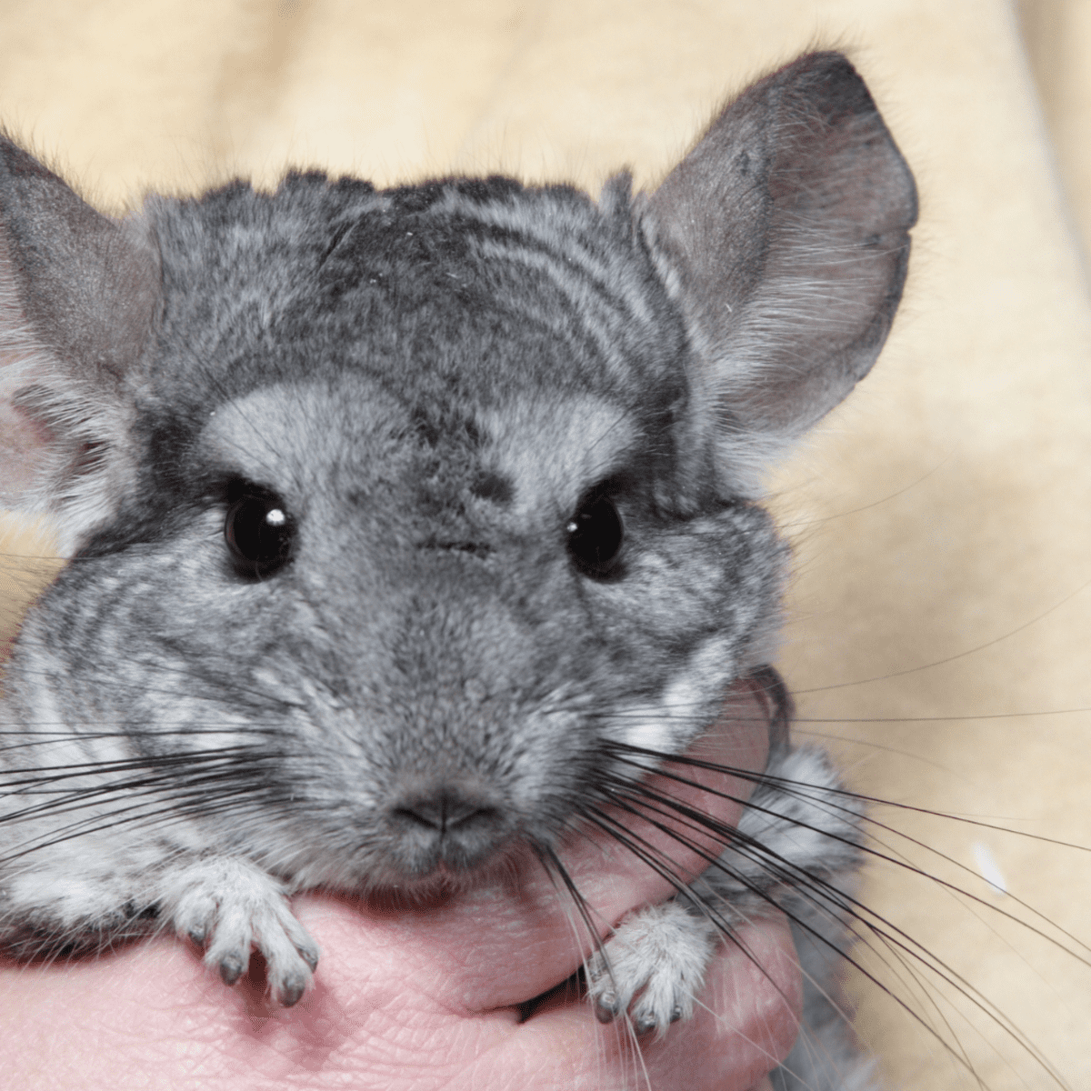 3 month best sale old chinchilla