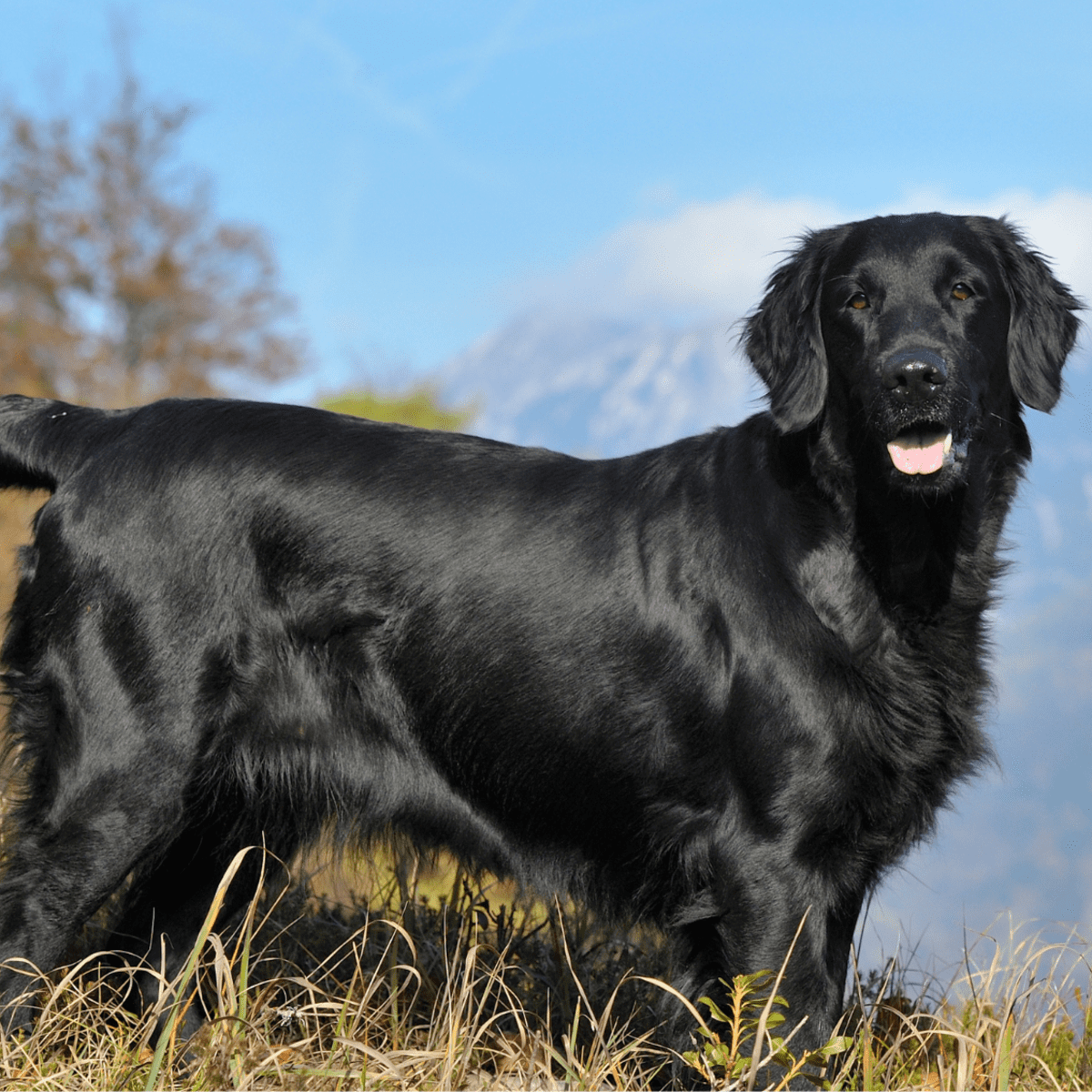 Flat shop coated labrador