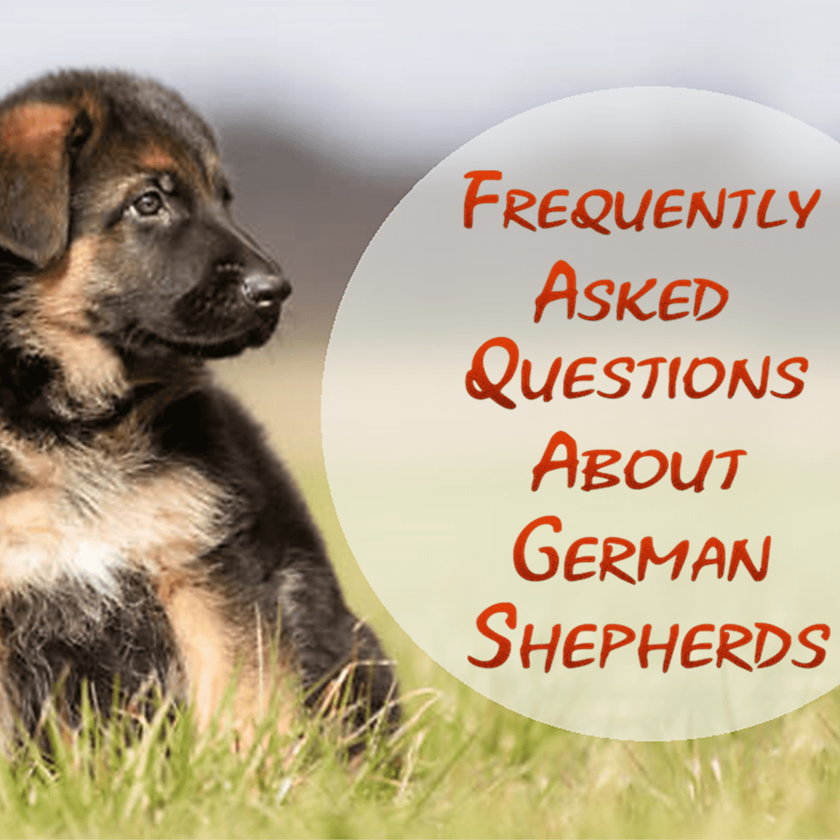 German shepherd hot sale hypoallergenic