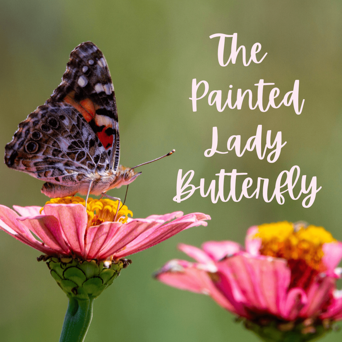 Painted Lady Caterpillars to Butterflies The Butterfly Lifecycle