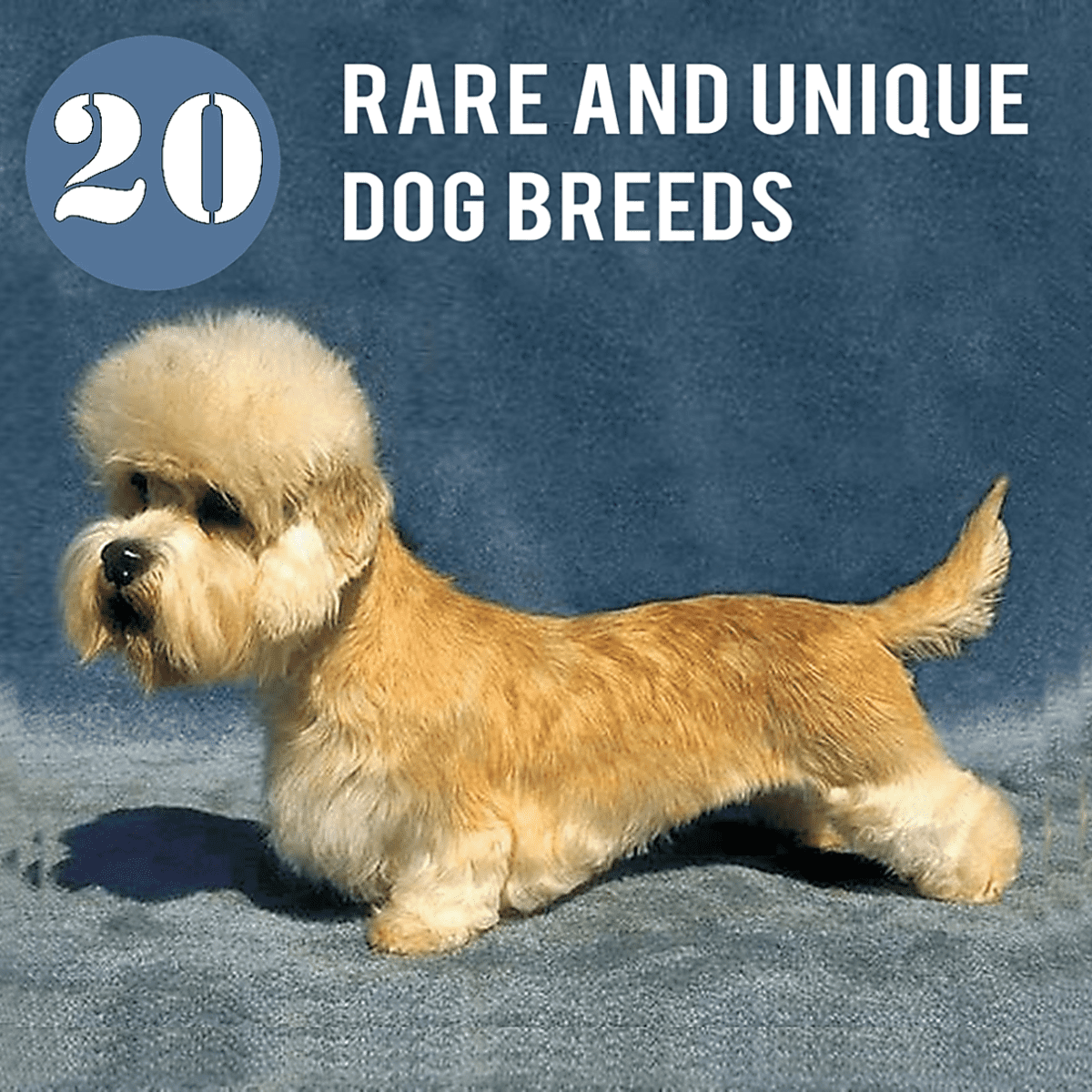 Top 10 sales terrier dog breeds