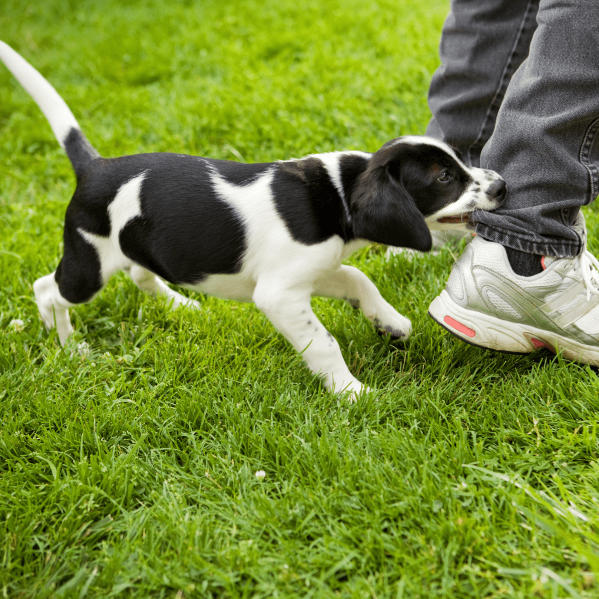 Dog nips sale at strangers