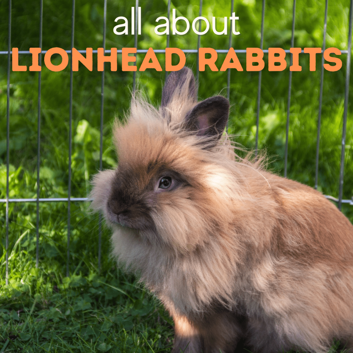 Types of store long haired rabbits