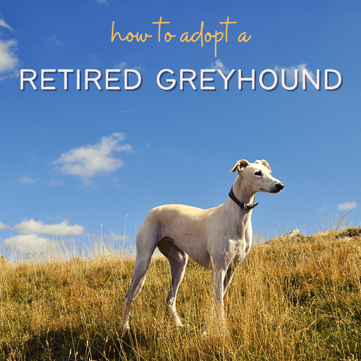 Retired greyhound sale dogs