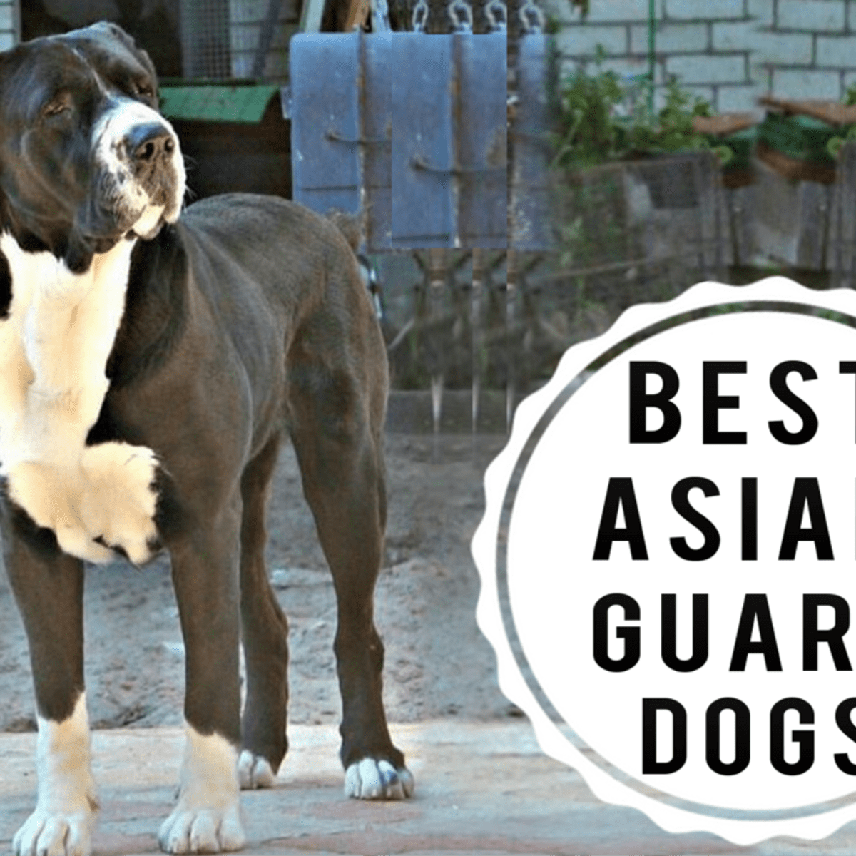 Which is the best guard dog in sales the world