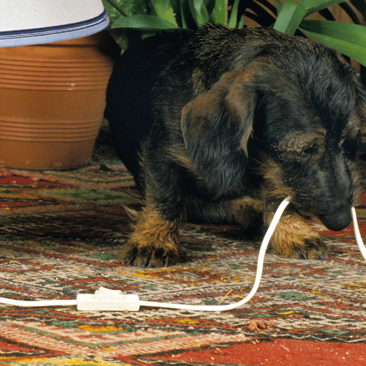 Dog chewing electrical clearance wires