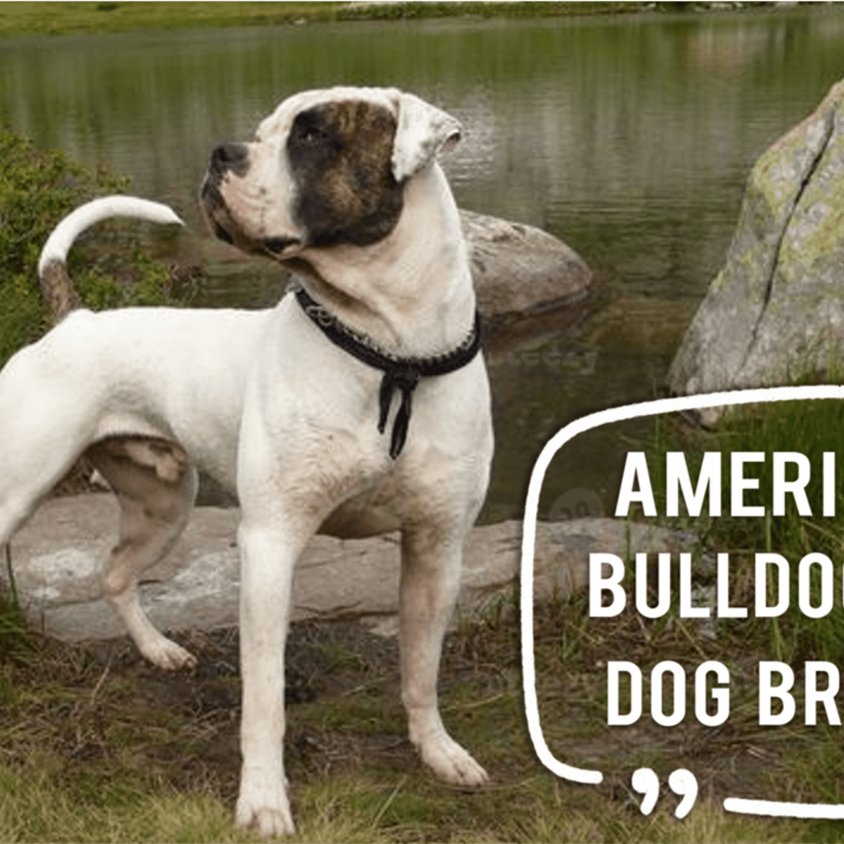 15 Most Popular American Bulldog Mix Dog Breeds HubPages