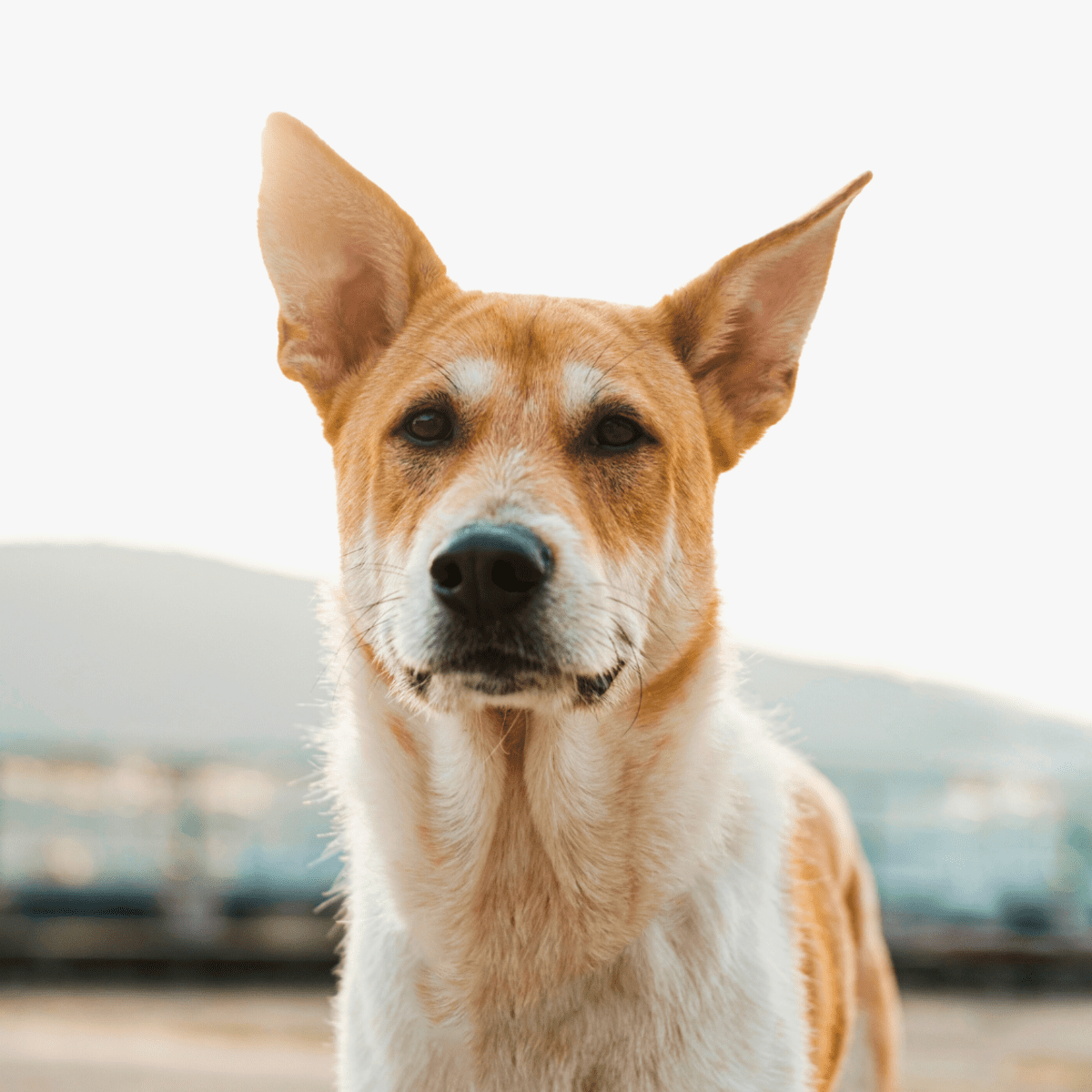 Dog breeds shops with long necks