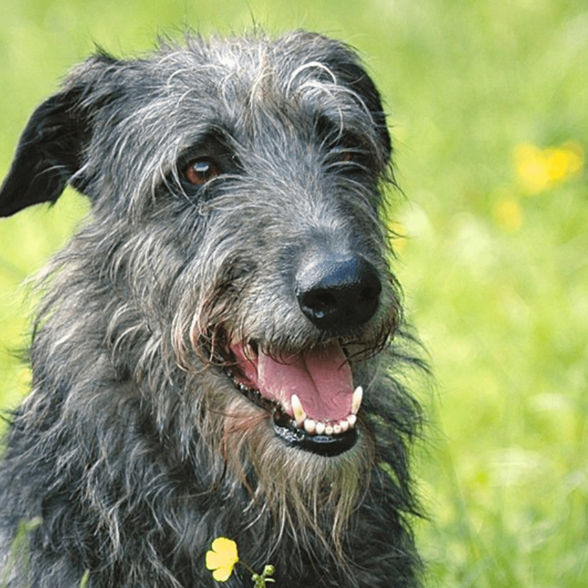 Highland deerhound hot sale