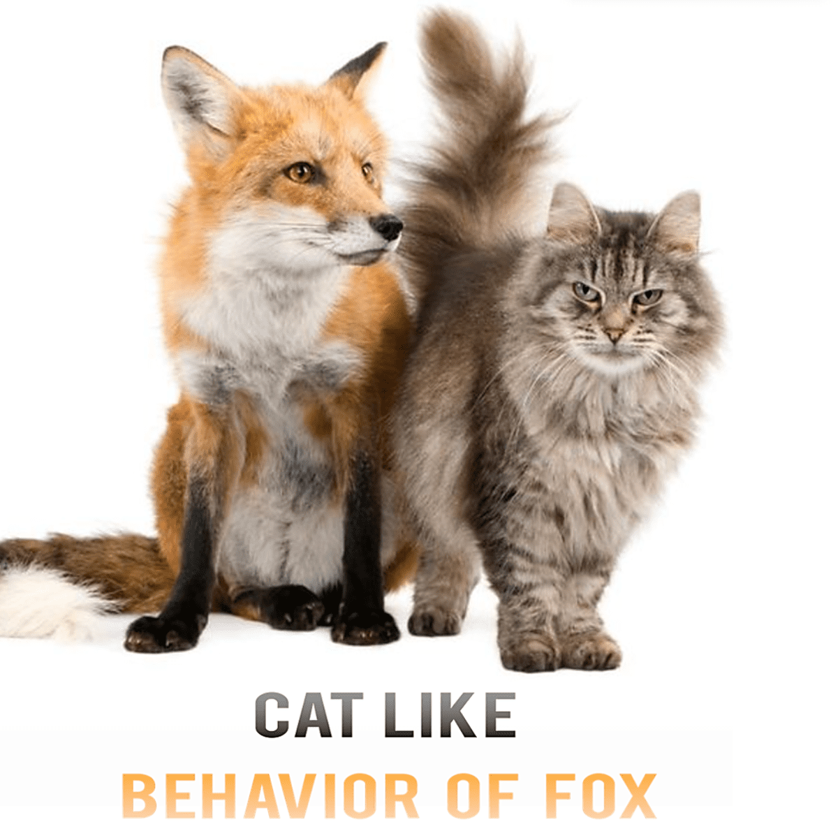 11 Cat Like Behavior of Fox HubPages