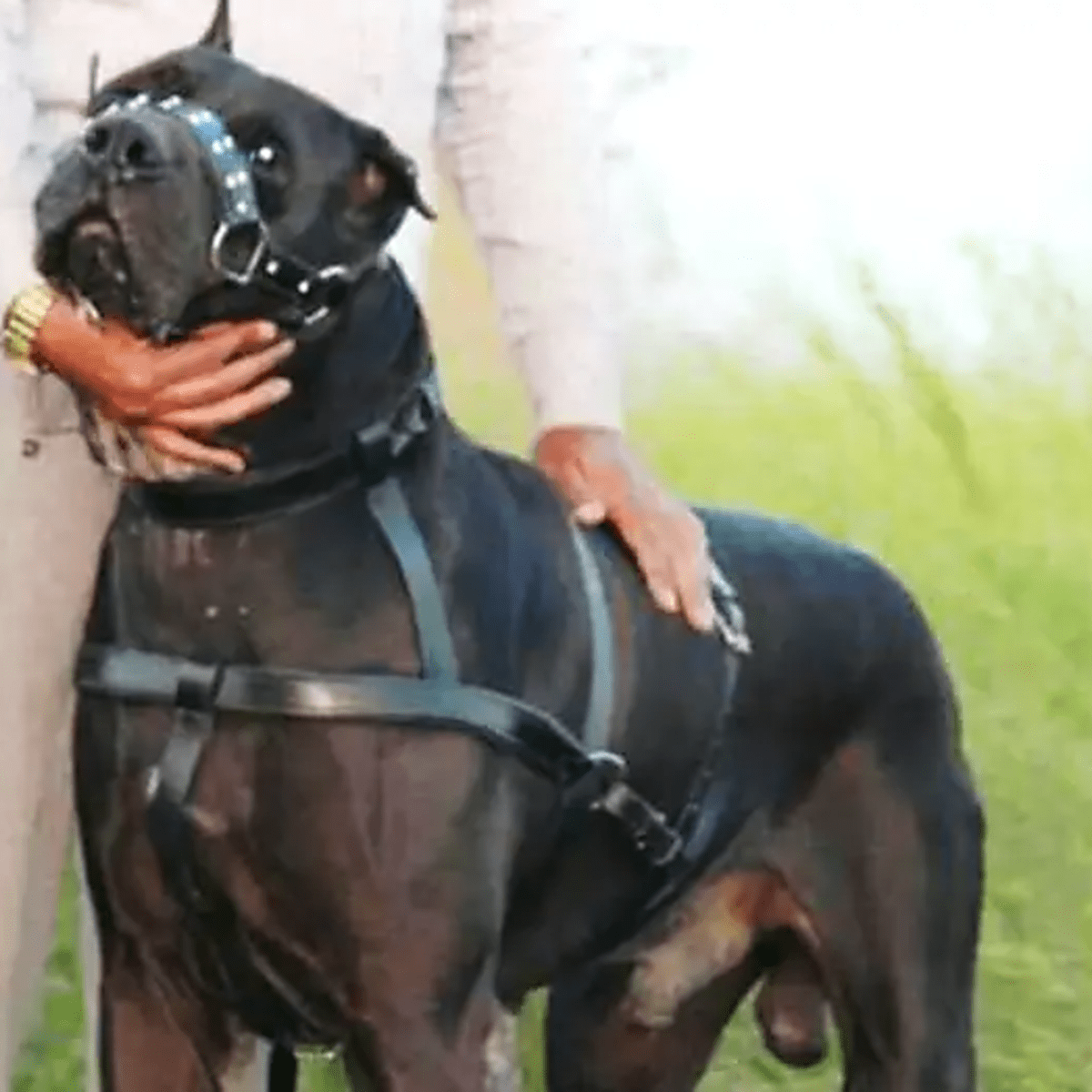 Most dangerous best sale dogs 2018