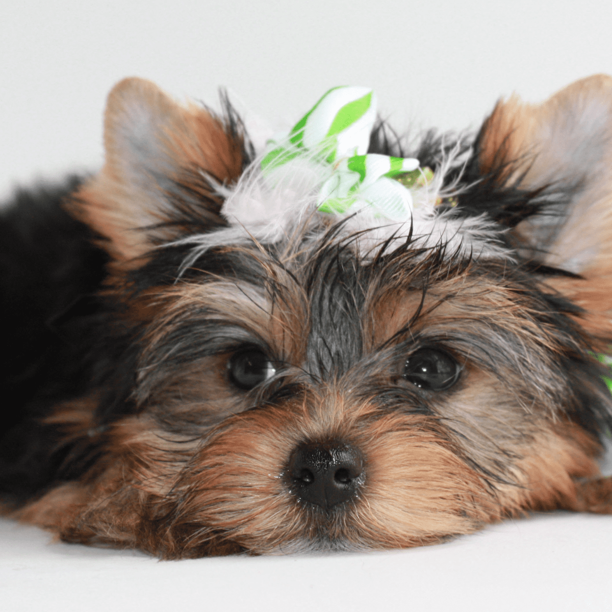 Yorkshire terrier hot sale