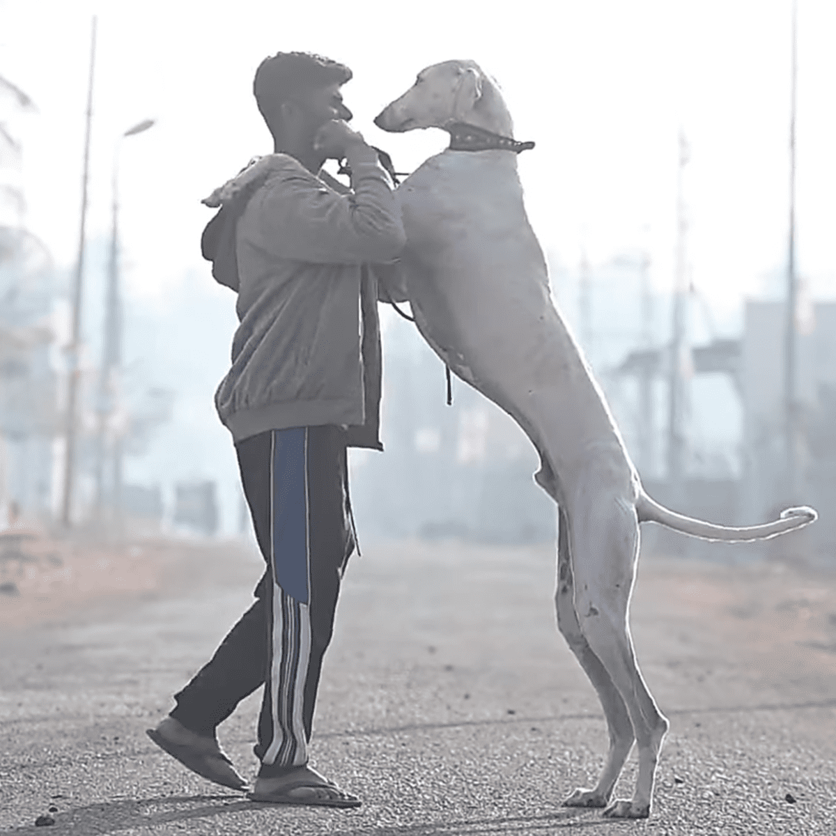 The mudhol hounds hot sale information