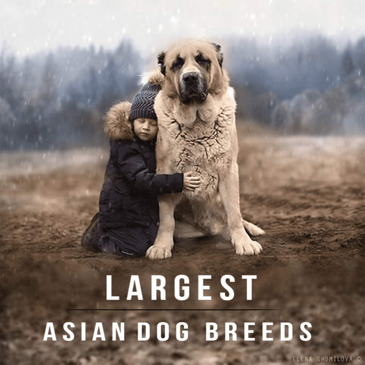Cheap large asian dog breeds Clearance