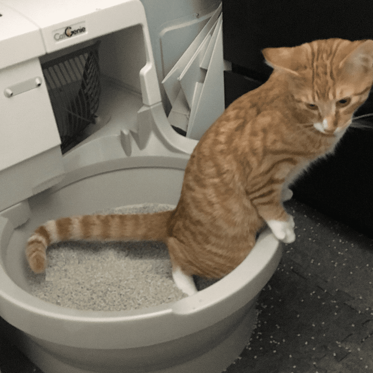 Cat keeps peeing over 2024 edge of litter box