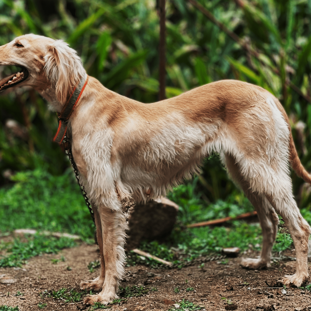 Indian dog store