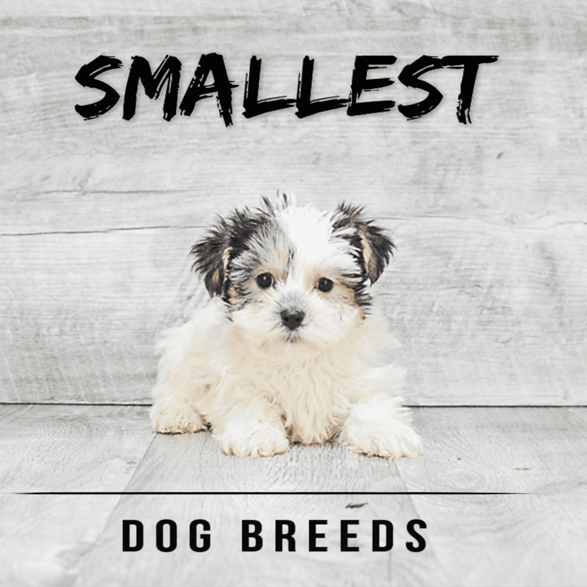 Smallest dog breeds in sales order