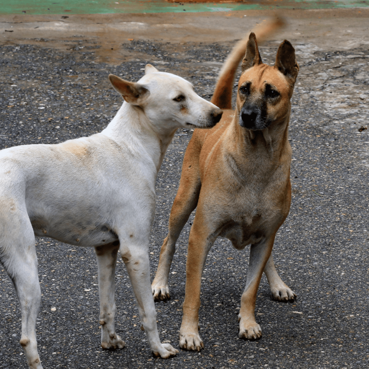 How old does a dog sales have to be to get pregnant