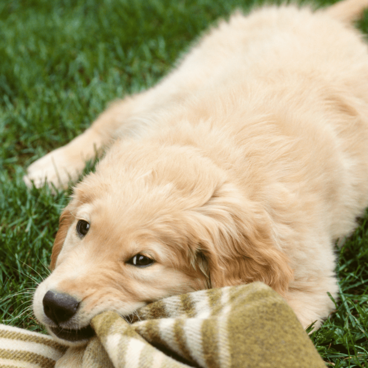 Dog shop biting blanket